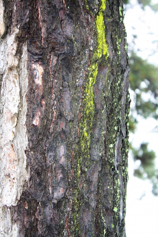 Tree moss by A_B_Goddess Photography
